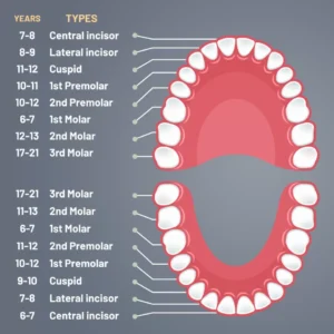 Tooth scheme