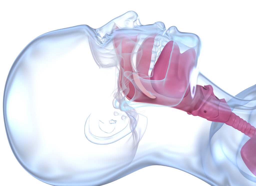 Normal anatomy of accessible airways. Medically accurate dental 3D illustration